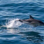 FAANA: DOLPHIN SAFARI - Key Points