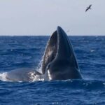 Faial Island: Whale & Dolphin Watching from Horta - What the Tour Offers