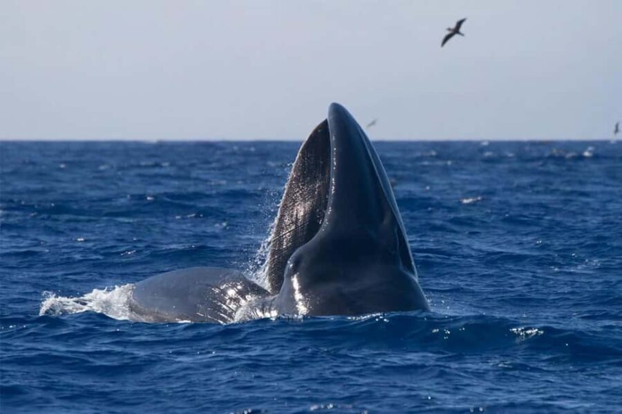 Faial Island: Whale & Dolphin Watching from Horta - What the Tour Offers