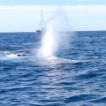 Family and Private Group Whale and Dolphin Watching - The Experience on the Water