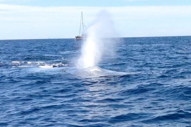 Family and Private Group Whale and Dolphin Watching - The Experience on the Water