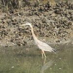 Family Friendly Dolphin Nature Kayak Tours in Hilton Head - Who is This Tour Best Suited For?
