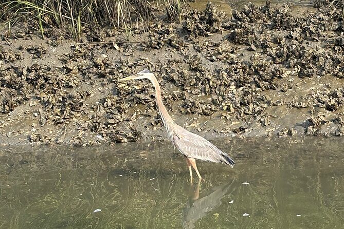 Family Friendly Dolphin Nature Kayak Tours in Hilton Head - Who is This Tour Best Suited For?