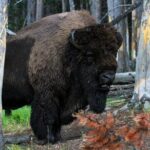 Family Friendly Private Tour at Yellowstone National Park w/Lunch - Detailed Breakdown of the Itinerary