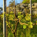 Family tasting - A little tasting - Who Should Consider This Tour