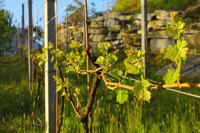 Family tasting - A little tasting - Who Should Consider This Tour