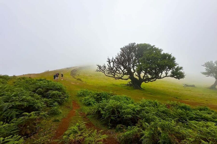 Fanal / Assobiadores - Levada Walk - An In-Depth Look at the Experience
