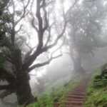 Fanal -Enchanted Forest - Final Thoughts: Is It Worth It?