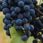 Farm-to-Table Experience: Olive Oil, Garden Tour & Nonnas Lunch - What’s Included and What’s Not