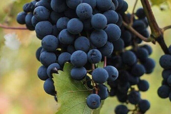 Farm-to-Table Experience: Olive Oil, Garden Tour & Nonnas Lunch - What’s Included and What’s Not