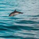 Faro: Dolphin and Marine Life Watching Boat Tour - The Practicalities — Price, Duration, and Group Size