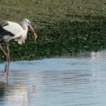 Faro: Eco-Friendly Ria Formosa Bird Watching in Solar Boat - What’s Included and What’s Not