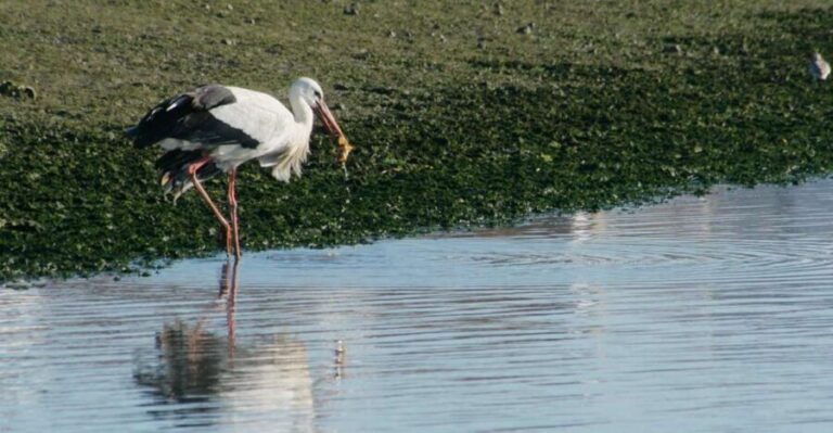 Faro: Eco-Friendly Ria Formosa Bird Watching in Solar Boat - What’s Included and What’s Not