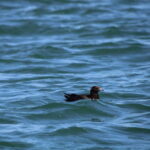 Faro: Funtastic Dolphin Watching Boat Tour - The Itinerary in Detail