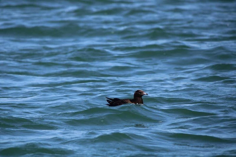 Faro: Funtastic Dolphin Watching Boat Tour - The Itinerary in Detail