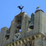 Faro Private Walking Tour - What to Expect on the Tour