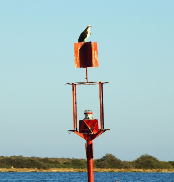 Faro: Pudim Real Boat Tours 6h guided boat tour Ria Formosa - The Downsides to Keep in Mind