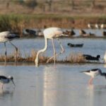 Faro: Ria Formosa Guided Sunset Tour by Catamaran - What to Expect During the Tour