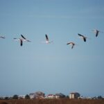 Faro: Ria Formosa Natural Park Segway Tour & Birdwatching - Is It Worth the Price?