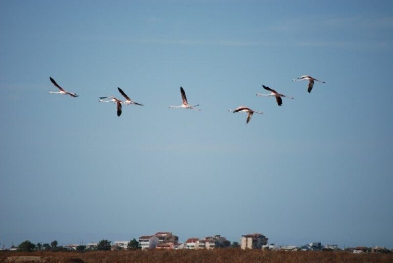 Faro: Ria Formosa Natural Park Segway Tour & Birdwatching - Is It Worth the Price?