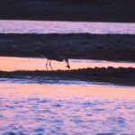 Faro: Ria Formosa Sunset Boat Tour - An Honest Look at the Downsides