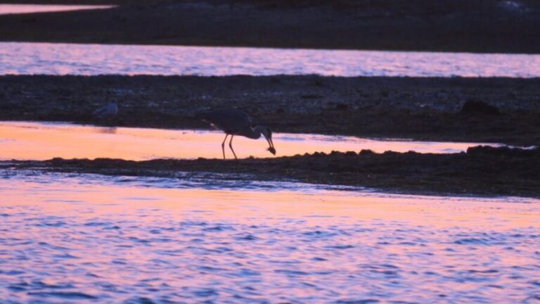 Faro: Ria Formosa Sunset Boat Tour - An Honest Look at the Downsides