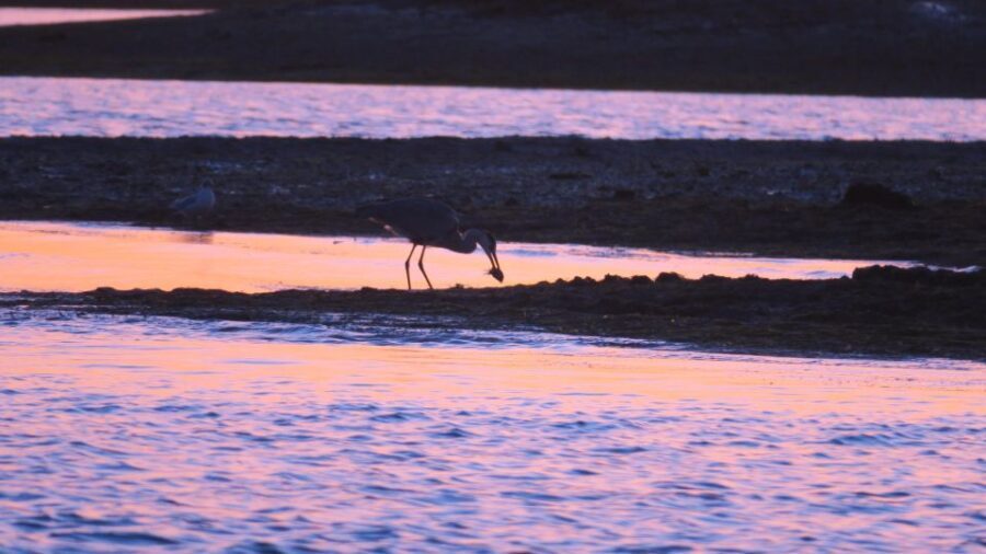 Faro: Ria Formosa Sunset Boat Tour - An Honest Look at the Downsides