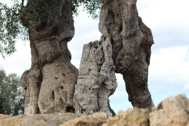 Fasano: e-bike tour to discover the wonders of the area - An In-Depth Look at the Fasano E-Bike Tour