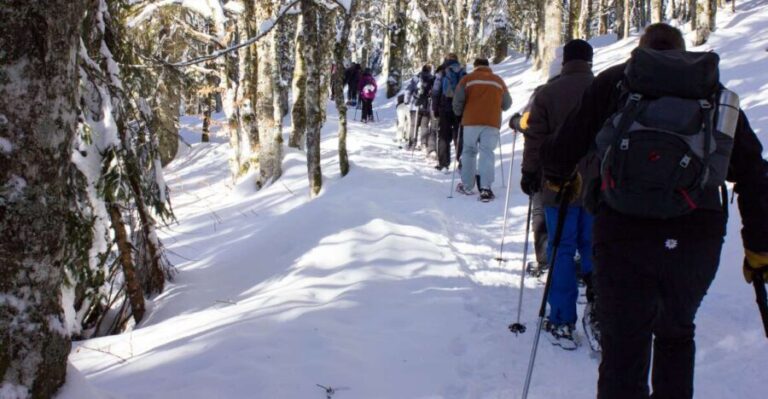 Feldberg: Guided Snowshoeing Tour in the Black Forest - The Scenic Trails and Black Forest Charm