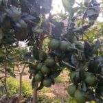 Finca Los Castaños: Agaete Valley Coffee Tour & Tasting - Final Thoughts