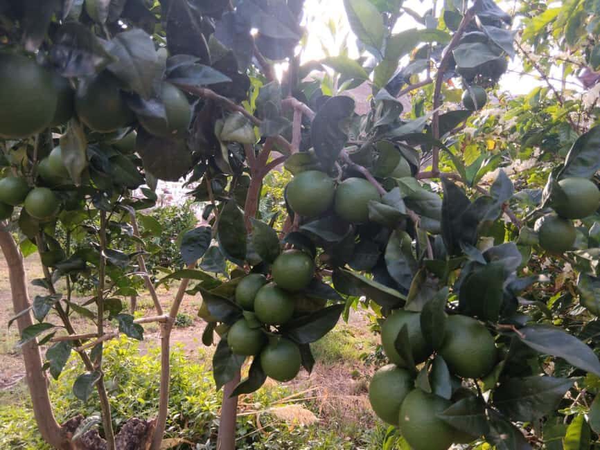 Finca Los Castaños: Agaete Valley Coffee Tour & Tasting - Final Thoughts