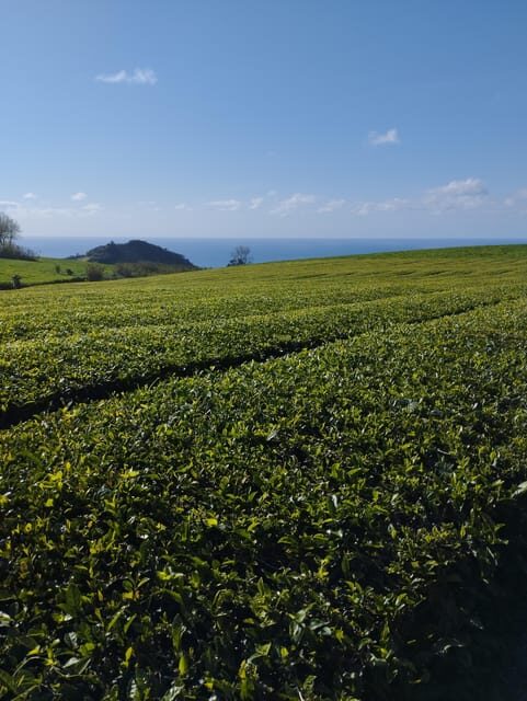 Fire Lake, Pineapple & Tea: Half-Day Jeep Tour - What to Expect During the Tour