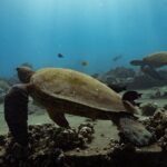 First Timers and Non-Swimmers Snorkeling Experience in Wailea - The Value of This Tour