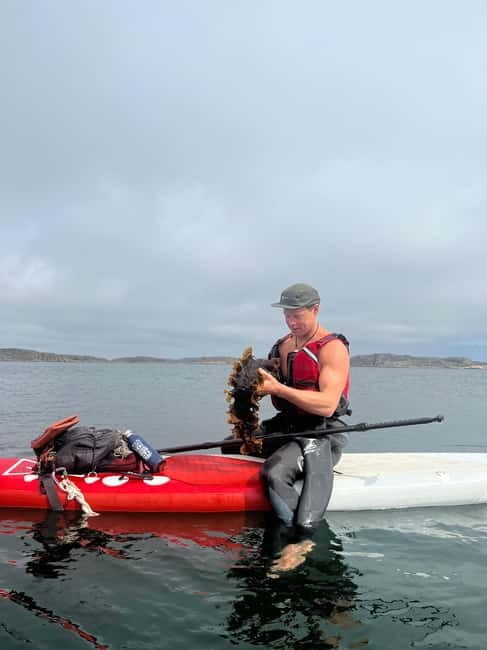 Fjällbacka: Seaweed Picking and SUP Paddling Tour - What You’ll Do During the Tour
