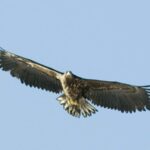 Fjord Cruise Tromsø  With a stop at Sommarøy Island - Who Is This Tour Best For?