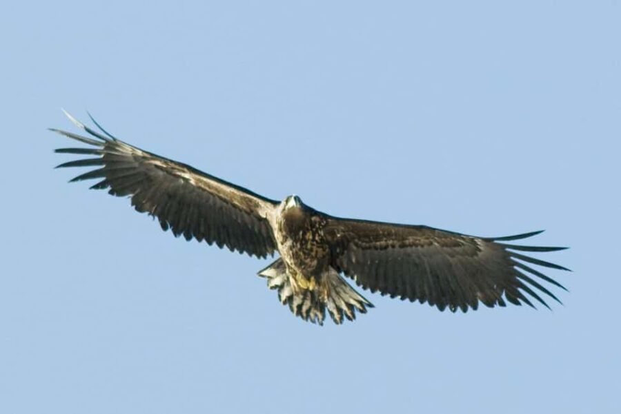 Fjord Cruise Tromsø With a stop at Sommarøy Island - Who Is This Tour Best For?