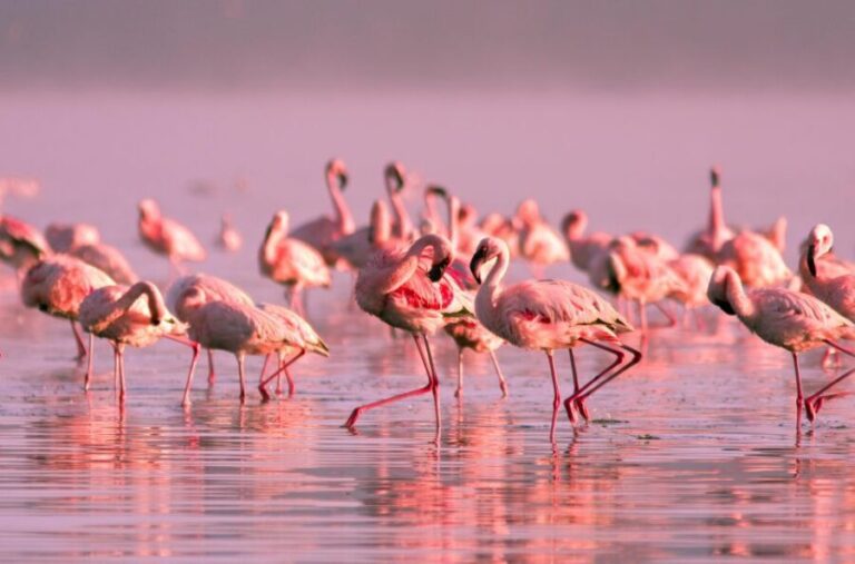 Flamingo-Birdwatching in the Ebro Delta at Sunset - The Drive to Tancada Lagoon & Flamingo Spotting