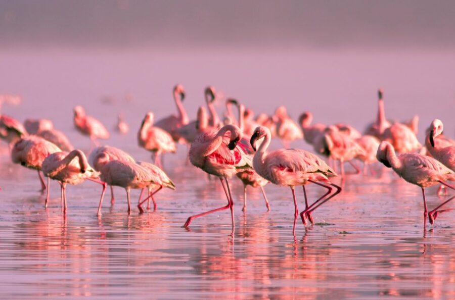 Flamingo-Birdwatching in the Ebro Delta at Sunset - The Drive to Tancada Lagoon & Flamingo Spotting