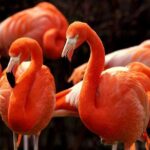Flamingo Sightseeing Pink Lake Tour and Rio Lagartos Boat Ride - The Convenient All-Inclusive Experience