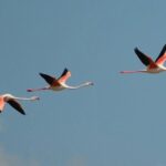 Flamingos Sightseeing Segway Tour - The Sum Up: Is This Tour Right for You?