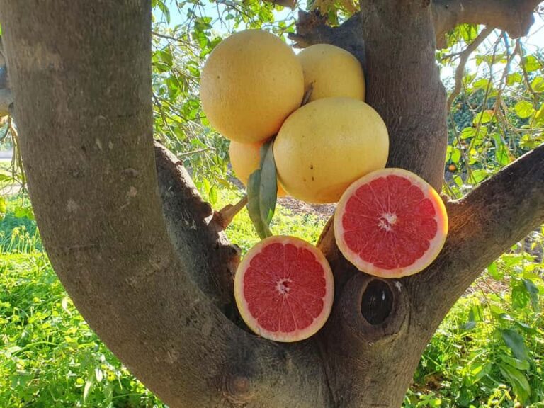 Flavors of the Sun: Guided tour and citrus tasting from the Costa del Sol - Analyzing the Value