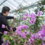 Floors Castle Autumn/Winter Garden Only Ticket - Food, Shopping, and Additional Delights