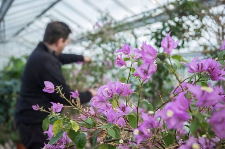 Floors Castle Autumn/Winter Garden Only Ticket - Food, Shopping, and Additional Delights