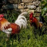 Florence: Horseback Riding & Aperitivo in the Chianti - The Riding Experience