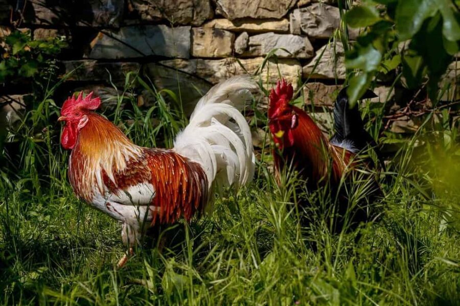 Florence: Horseback Riding & Aperitivo in the Chianti - The Riding Experience