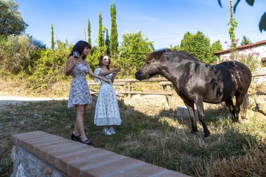 Florence: The secret of wine, cheese and olive oil at a farm - A Closer Look at the Highlights