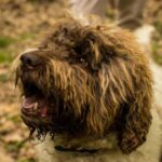 Florence: Truffle Hunt with Gourmet Platter Tasting - The Nuances and Practicalities