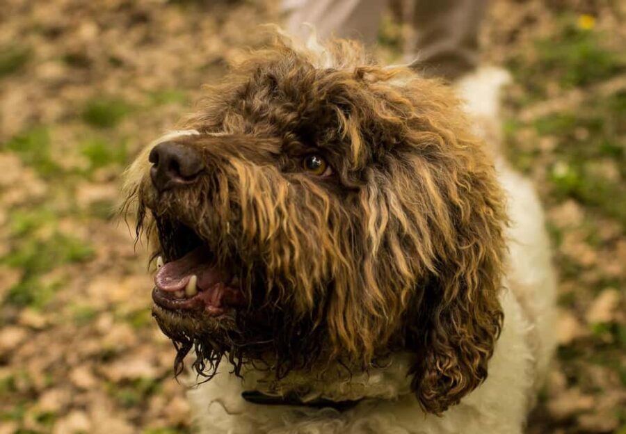 Florence: Truffle Hunt with Gourmet Platter Tasting - The Nuances and Practicalities