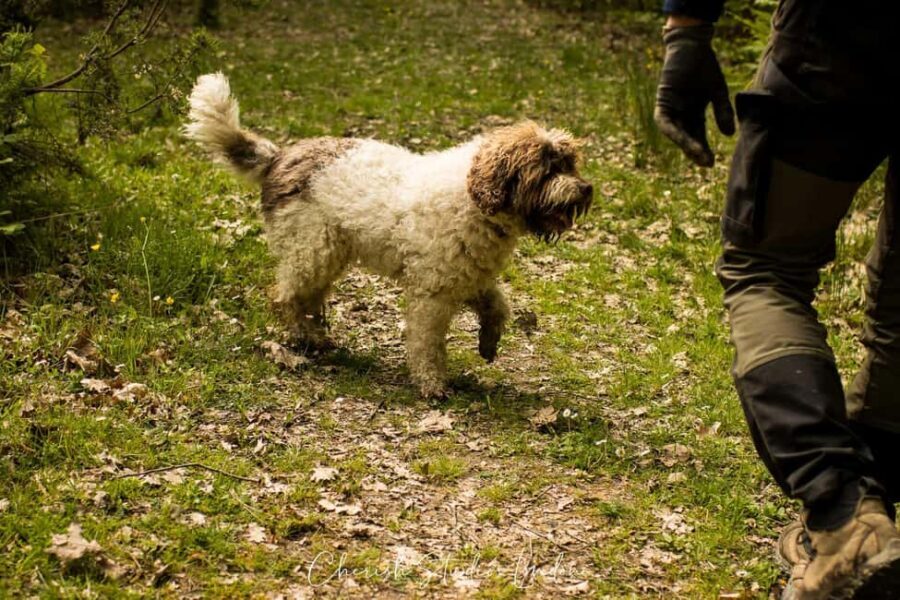 Florence: Truffle Hunting Tour with Lunch - Who Will Love This Tour?