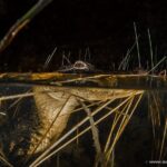 Florida Everglades Night Airboat Tour near Fort Lauderdale - The Airboat Ride: Thrills, Wildlife, and the Night Vibe